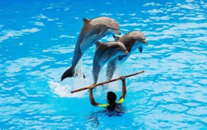 Dubai Dolphinarium tickets